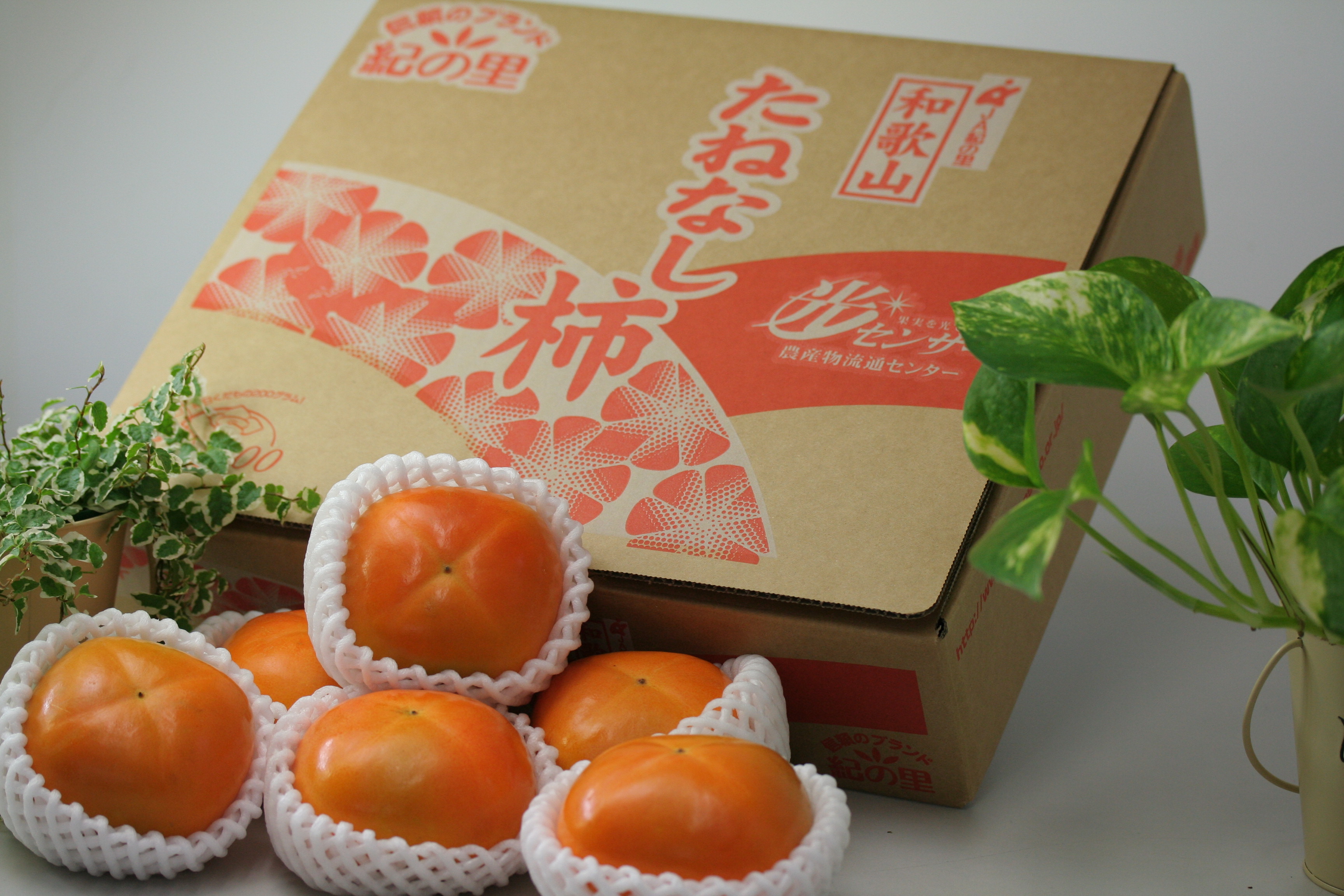 紀の里旬便り】⑪～⑫ 10月 柿（10月中旬発送） | めっけもん広場通販